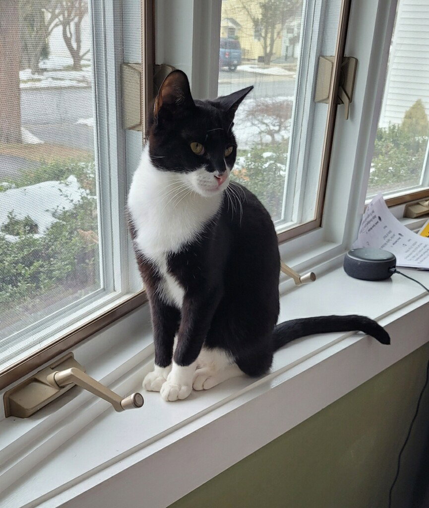 Smudge, photo 7