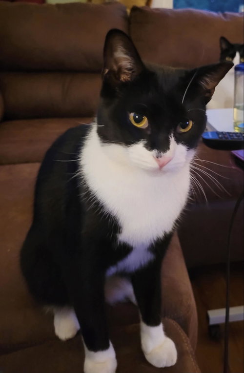 picture of the cat needing adoption