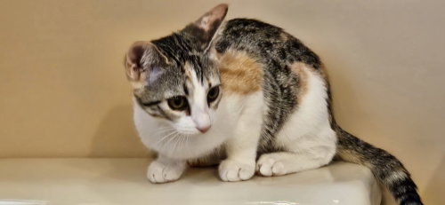 Bugatti, Baby Domestic Short Hair, cat for adoption in Stewartsville, New Jersey