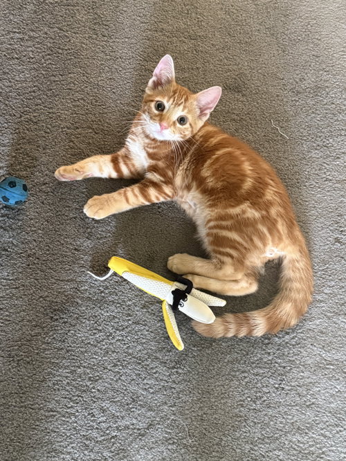 Louis, Baby Domestic Short Hair, cat for adoption in New Brunswick, New Jersey