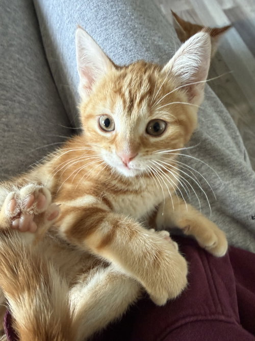 Dior, Baby Domestic Short Hair, cat for adoption in New Brunswick, New Jersey