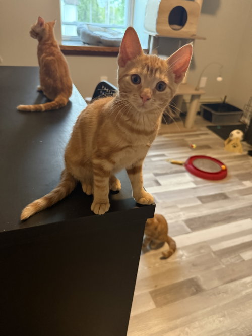 Dolce, Baby Domestic Short Hair, cat for adoption in New Brunswick, New Jersey