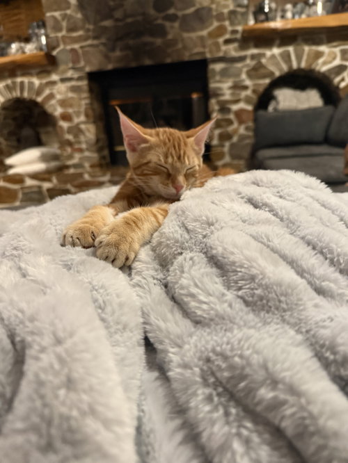 Chanel, Baby Domestic Short Hair, cat for adoption in New Brunswick, New Jersey
