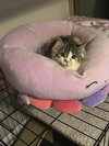 Smudgie