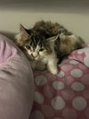 Smudgie