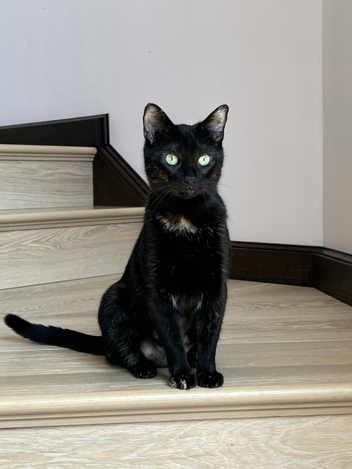 Mona, Young Domestic Short Hair, cat for adoption in Wilkes-Barre, Pennsylvania