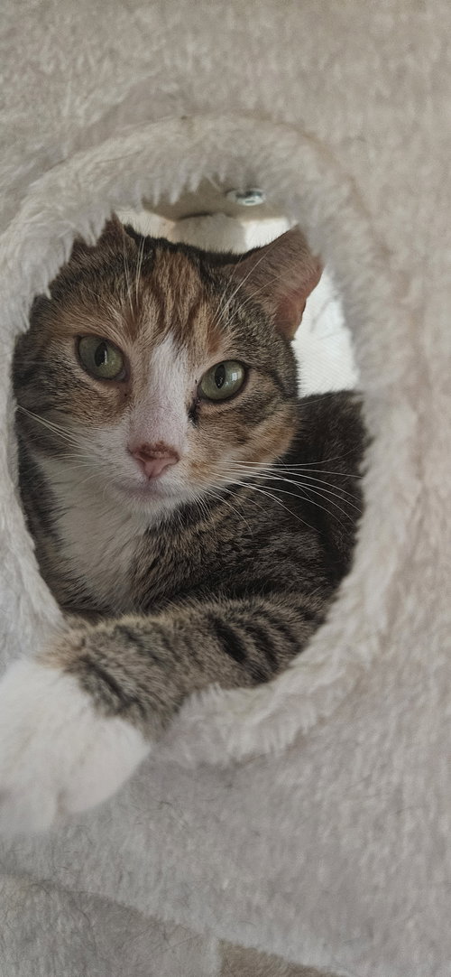 Sweetheart, an adoptable Domestic Short Hair in Stewartsville, NJ