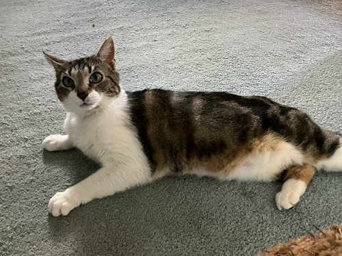 Rainy Rose, an adoptable Domestic Short Hair in Stewartsville, NJ