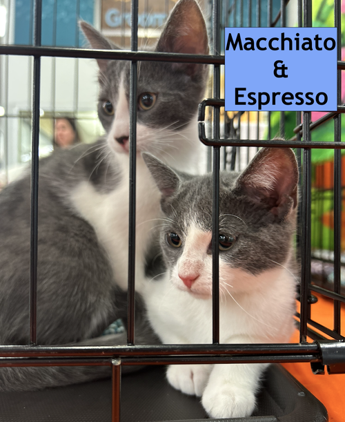 Macchiato & Espresso (double), an adoptable Domestic Short Hair in Stewartsville, NJ