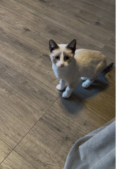 Cappuccino (w/ Latte), an adoptable Domestic Short Hair in Stewartsville, NJ