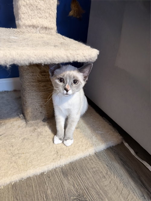 Latte (w/ Cappuccino), an adoptable Domestic Short Hair in Stewartsville, NJ