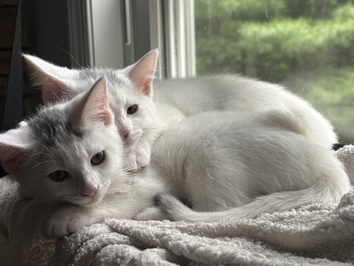 River (w/ Rocky), Baby Domestic Short Hair, cat for adoption in New Brunswick, New Jersey