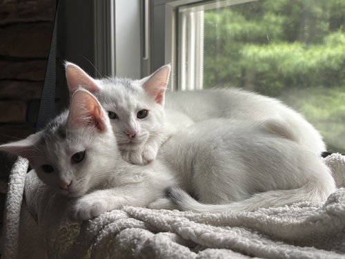 Rocky (W/ River), Baby Domestic Short Hair, cat for adoption in New Brunswick, New Jersey
