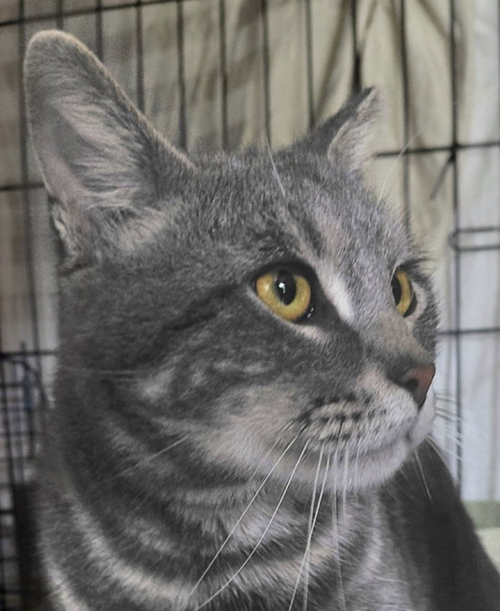 Sir Cottontail, Young Domestic Short Hair, cat for adoption in Wilkes-Barre, Pennsylvania