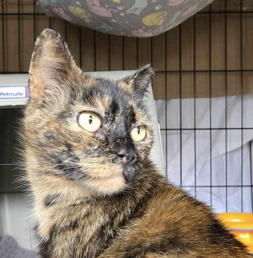 Fiona Lynn, an adoptable Domestic Short Hair in Stewartsville, NJ