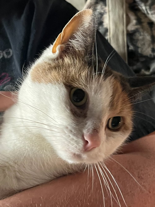 Ruby, an adoptable Domestic Short Hair in Stewartsville, NJ