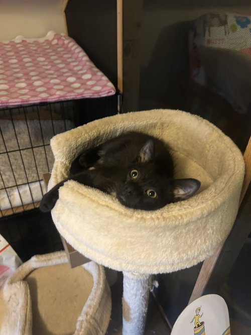 Coco, an adoptable Domestic Short Hair in Stewartsville, NJ
