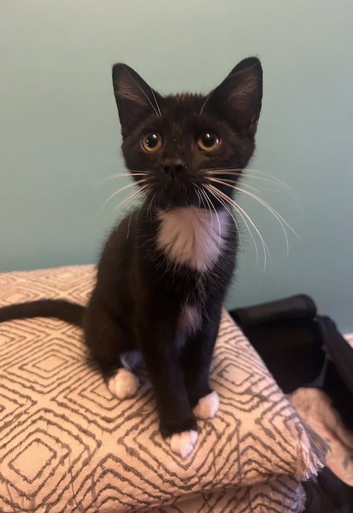 Mango, an adoptable Domestic Short Hair in Stewartsville, NJ