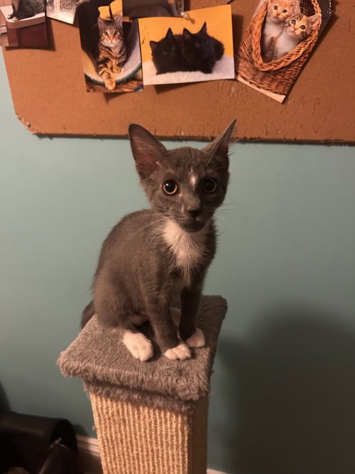 Honeydew, an adoptable Domestic Short Hair in Stewartsville, NJ