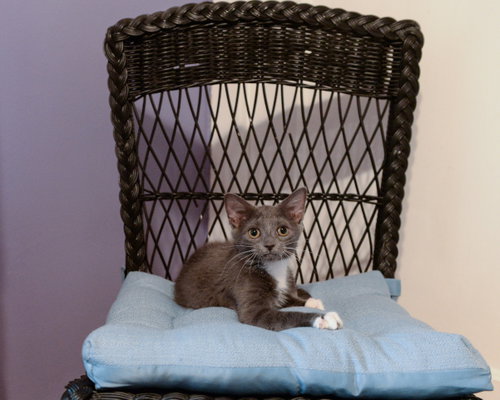 Photo 2 of Kiwi