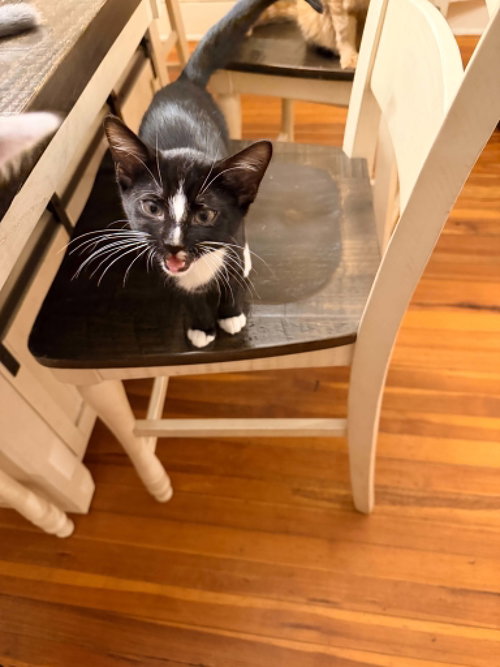 Bagel 27, an adoptable Domestic Short Hair in Stewartsville, NJ