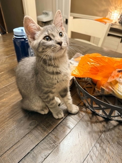 Sammie, an adoptable Domestic Short Hair in Stewartsville, NJ