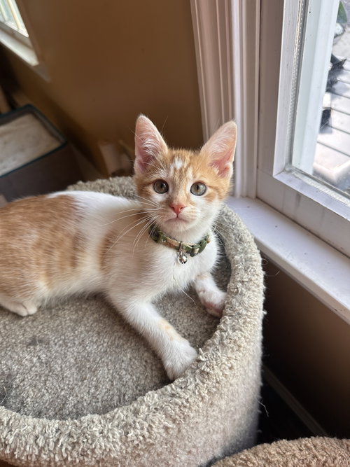 Sunny, Baby Domestic Short Hair, cat for adoption in New Brunswick, New Jersey