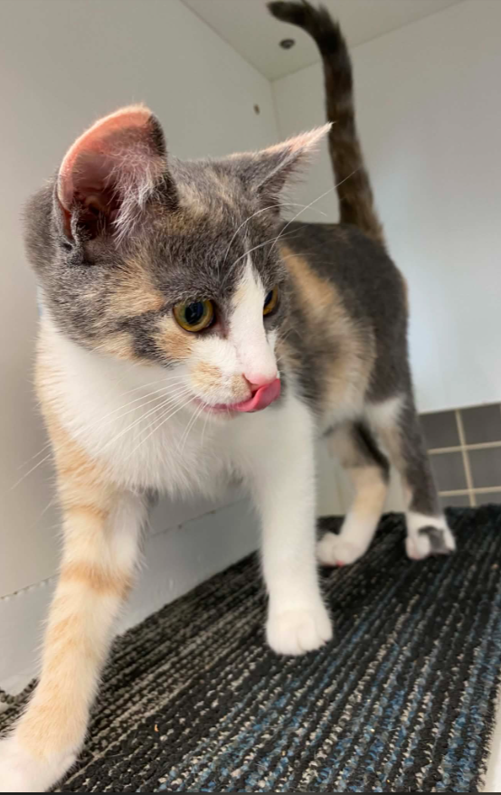 Sydney, cat