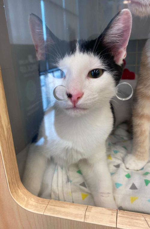 picture of the cat needing adoption
