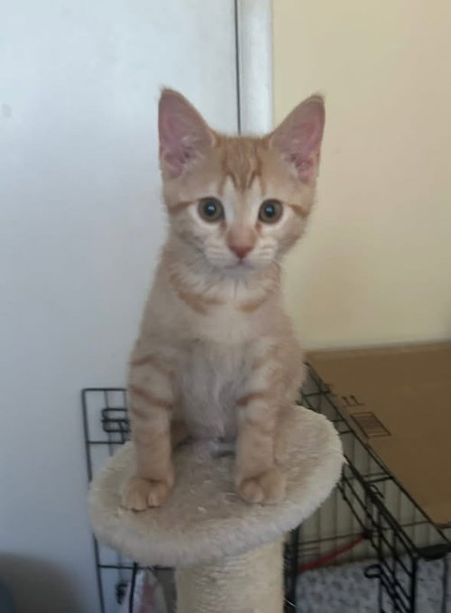 Ginger
