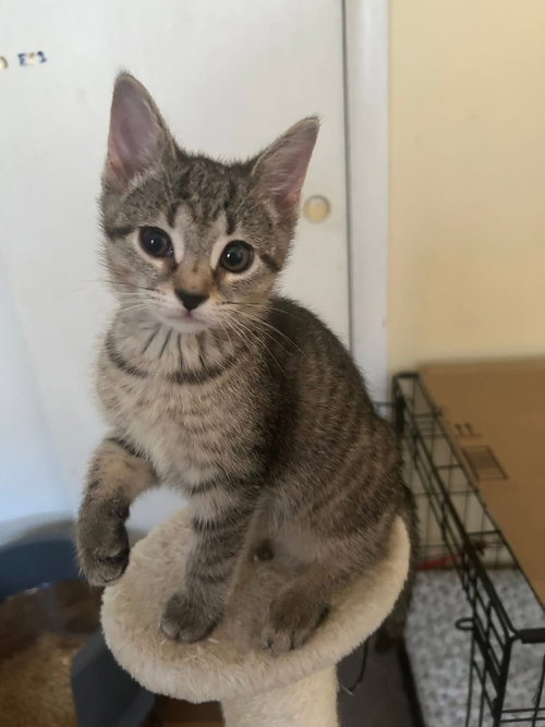 Penelope