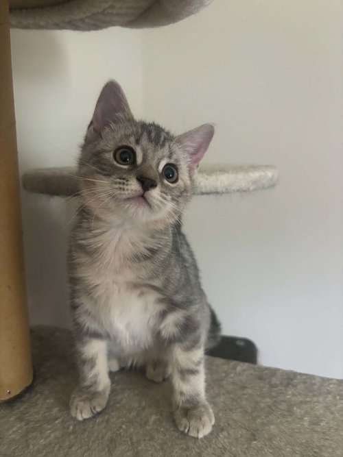 Sugar