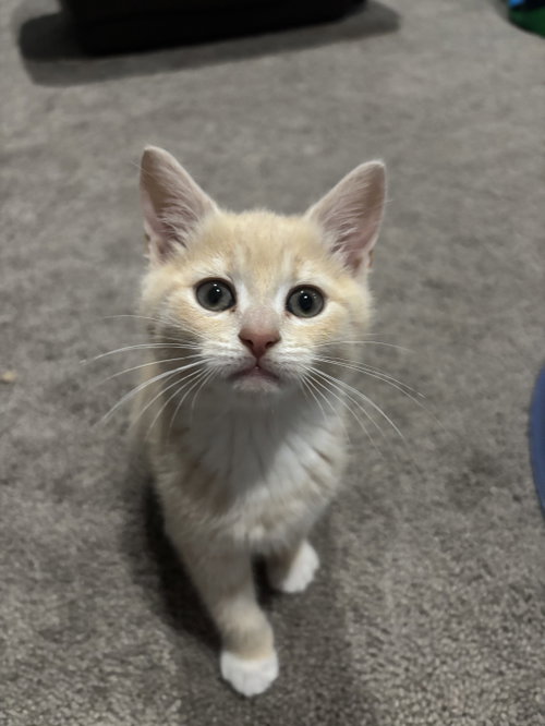 Triscuit