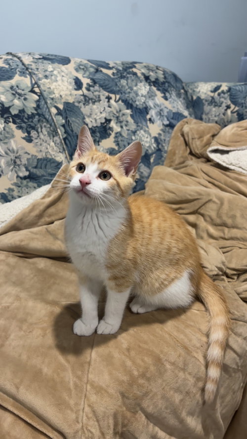 Photo 5 of Dorito