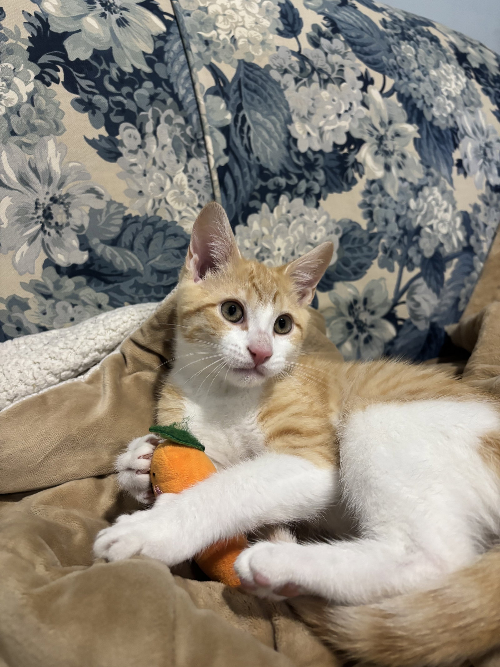 Dorito, photo 6