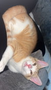 Dorito