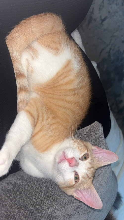 Photo 4 of Dorito