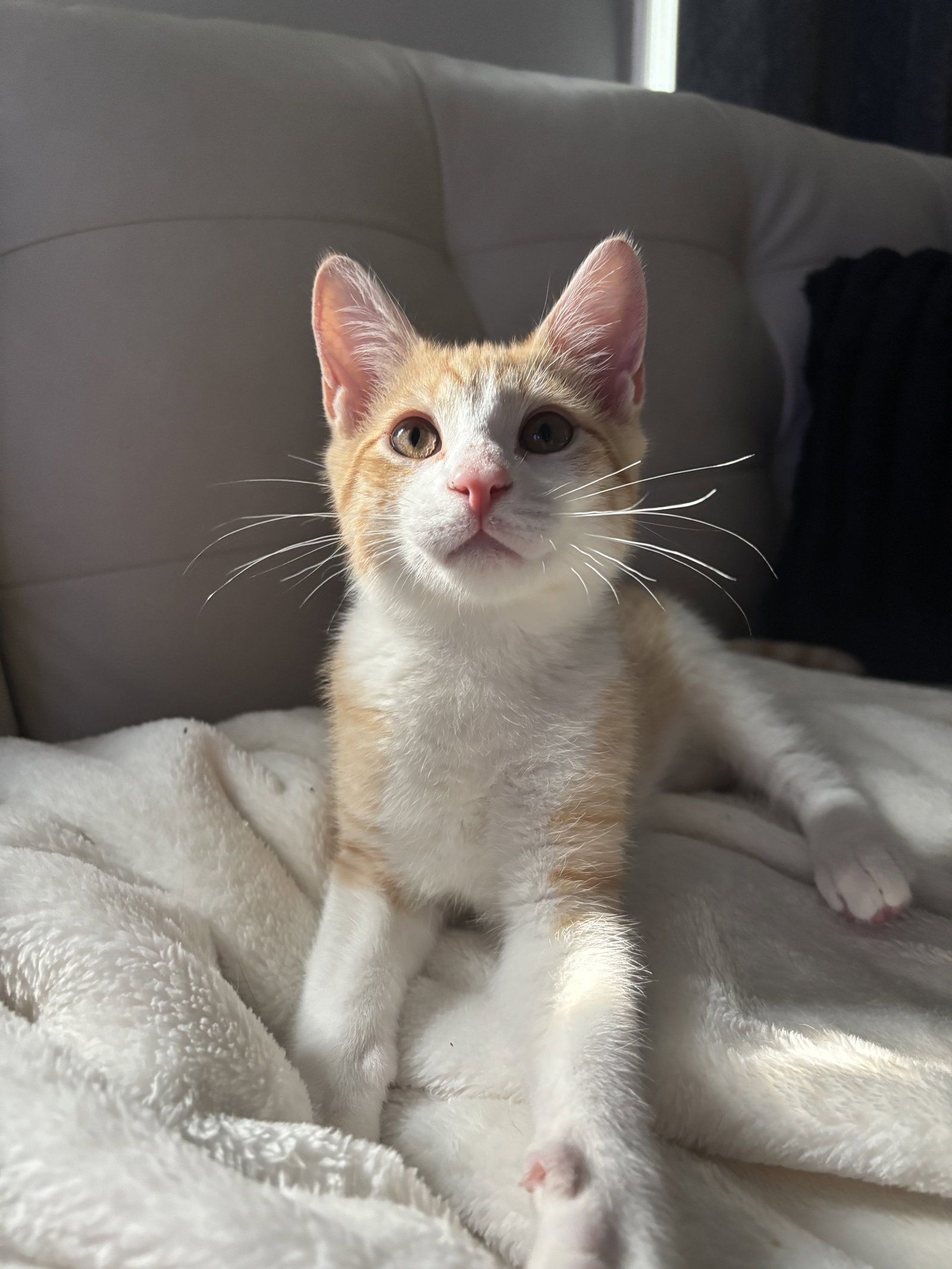 Dorito, cat