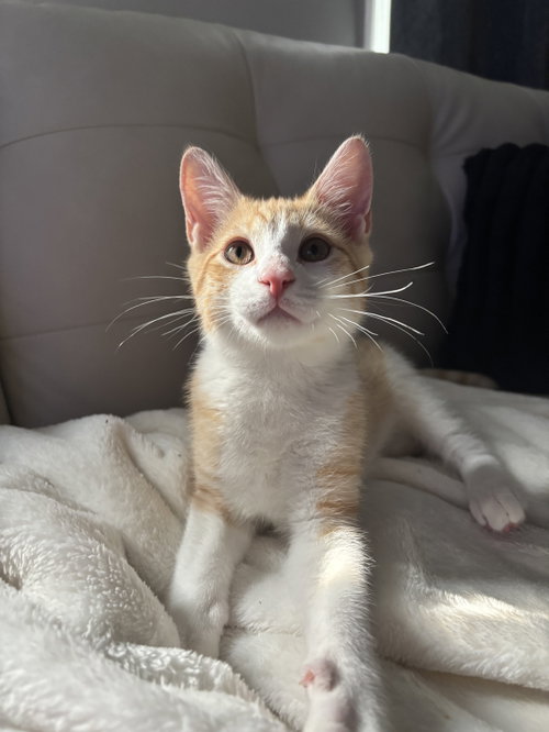 picture of the cat needing adoption