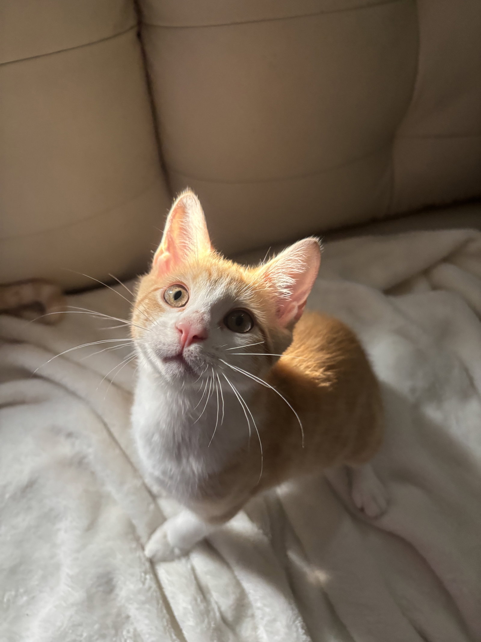 Dorito, photo 2