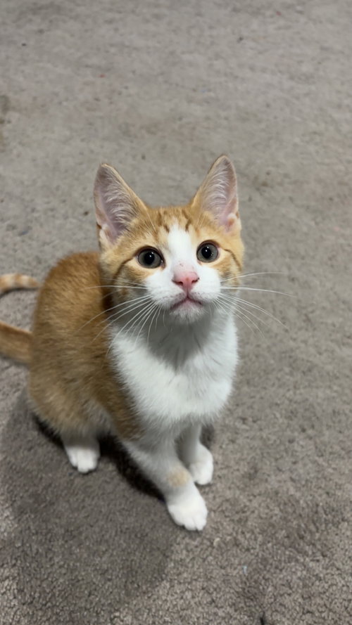 Photo 5 of Cheeto