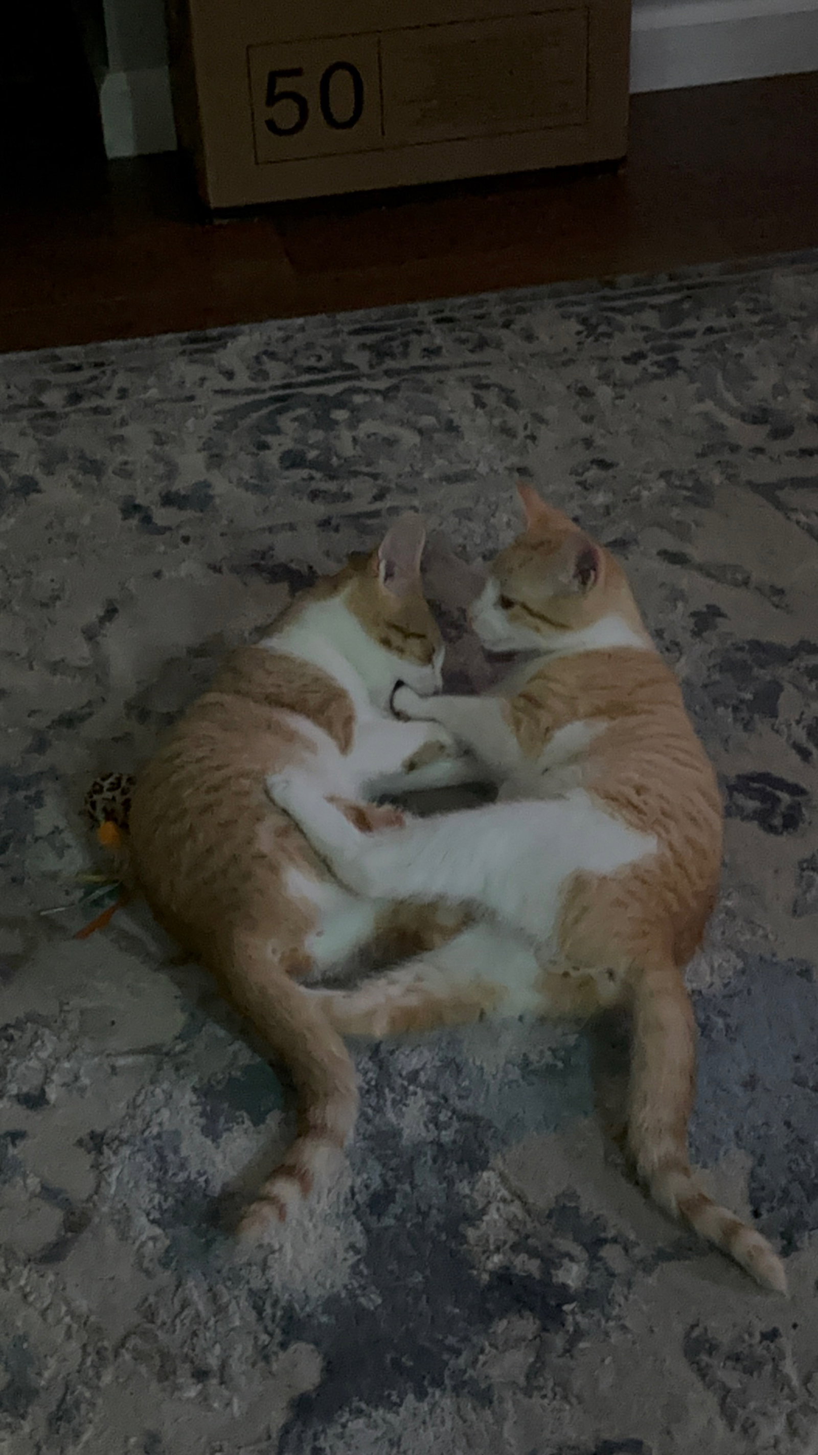 Cheeto, photo 6