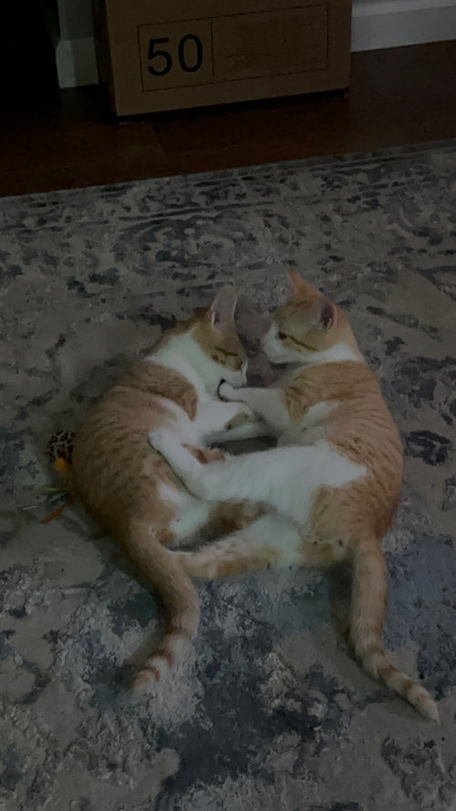 Photo 6 of Cheeto