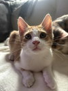 Cheeto