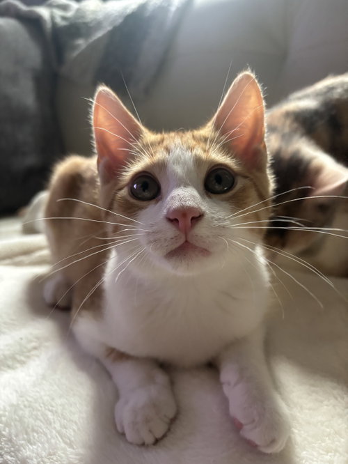 Cheeto, a cat for adoption from Feline Urban Rescue and Rehab, Inc.