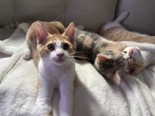 Photo 4 of Cheeto