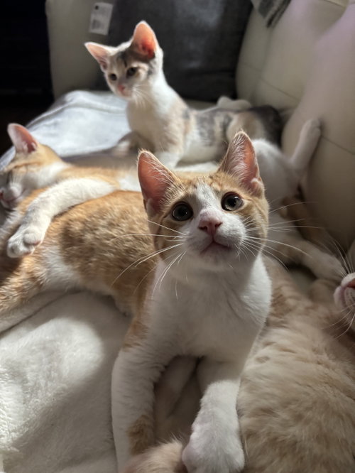 Photo 3 of Cheeto