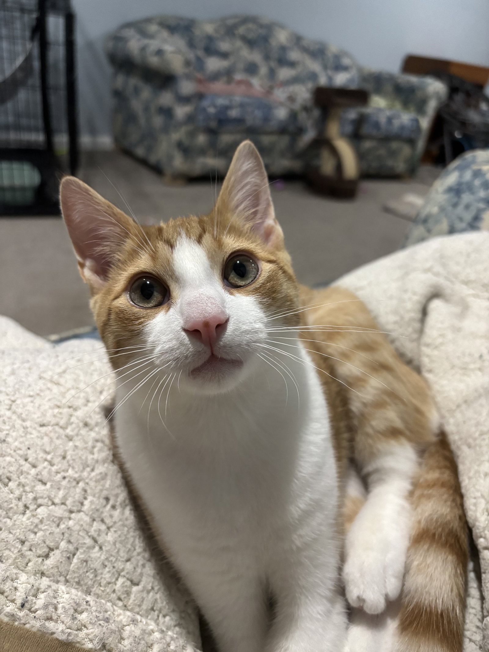 Cheeto, photo 2