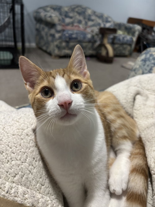 Photo 2 of Cheeto