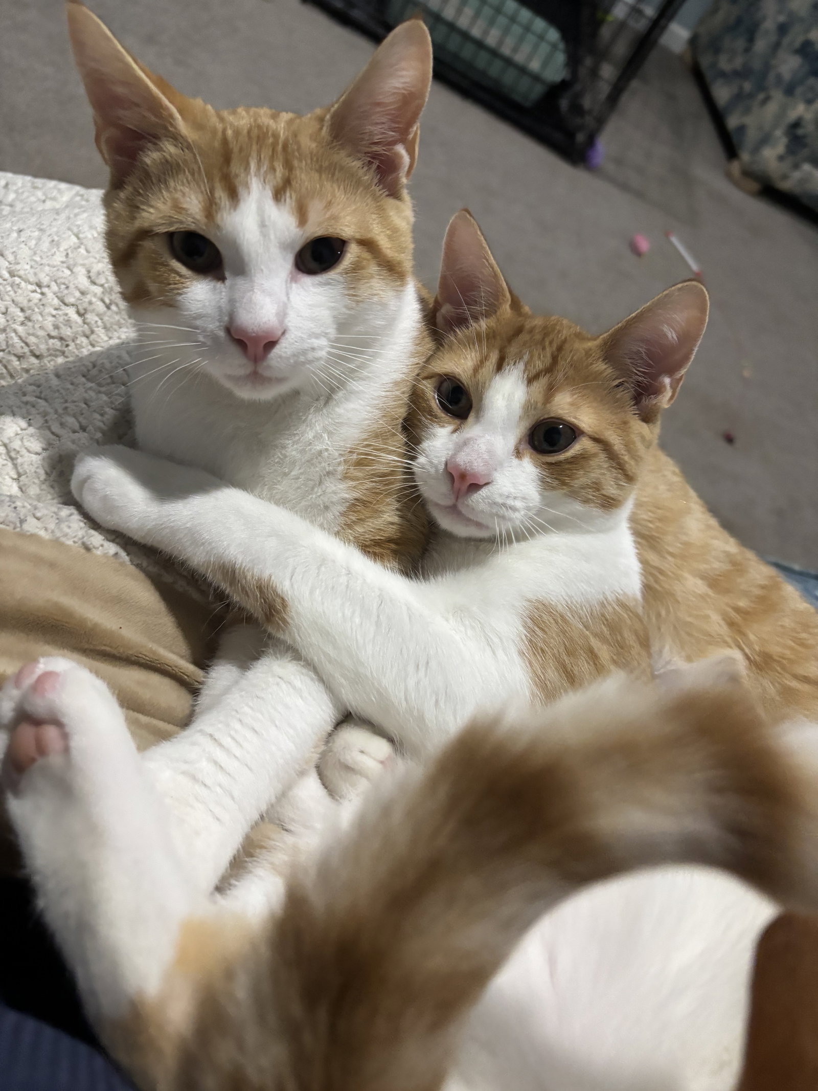 Cheeto, photo 7
